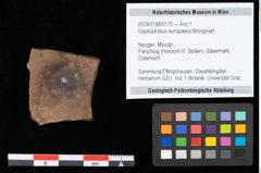 Foto (Objekt + Etikett) von Glyptostrobus europaeus Brongniart (NHMW-GEO-2024-0188-0170)